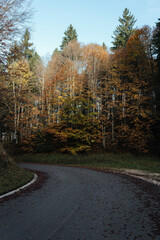 Beautiful autumnal colors in the Cansiglio Forest, in Northern Italy