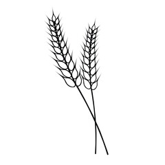 wheat spikelet organic farm food