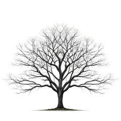 Obraz premium tree isolated on white background
