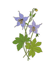 Columbine wild flower colorful vector botanical illustration. Colored outline drawing. Modern design for logo, tattoo, wall art. Isolated on transparent background.