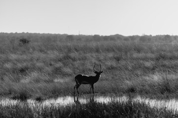 antelope grazing on the savanna with water running beside