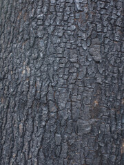 wood texture background burning and turning into wood charcoal. photo concept for forest burning, illegal logging causing climate change