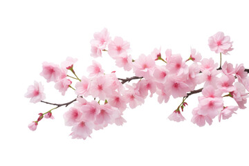 Pink Cherry Blossoms in White Round Vase