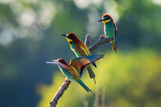 Three European bee-eater (Merops apiaster). Colorful migratory bird. Nature reserve of the Isonzo river mouth, Isola della Cona, Friuli Venezia Giulia, Italy. Copy space image.