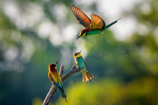 Three European bee-eater (Merops apiaster). Colorful migratory bird. Nature reserve of the Isonzo river mouth, Isola della Cona, Friuli Venezia Giulia, Italy. Copy space image.