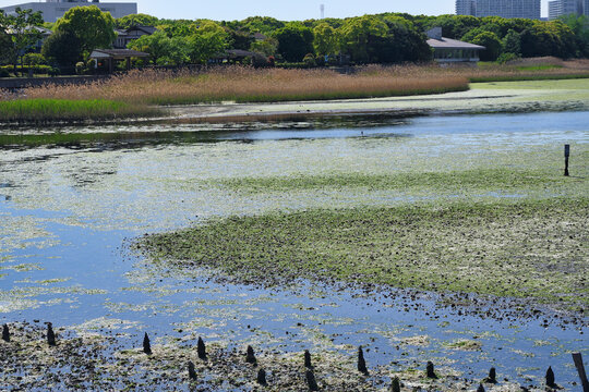 ラムサール条約登録地　谷津干潟 　野鳥や渡り鳥の飛来地（日本千葉県習志野市）　
Ramsar Convention registered site Yatsu-higata (Yatsu Tidal Flat) Visiting site for wild birds and migratory birds (Narashino City, Chiba Prefecture, Japan)
