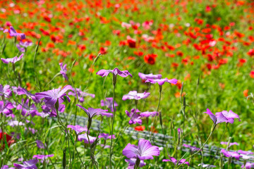 神奈川県横須賀のくりはま花の国の花々