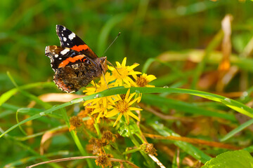A Red Admiral butterfly (Vanessa atalanta) on vegetation at Insh Marshes nature reserve, Badenoch and Strathspey, Highland, Scotland. - Powered by Adobe
