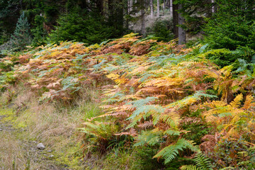 Autumn colours in ferns in a Scottish forest, UK.
