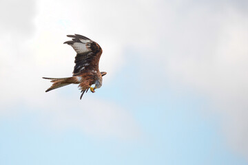 Red kite (Milvus milvus) feeding on carrion on the wing airborne at Argaty, Doune, Stirling, Scotland. Argaty farm is host to central Scotland's only red kite feeding station.
