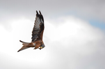 Red kite (Milvus milvus) feeding on carrion on the wing airborne at Argaty, Doune, Stirling, Scotland. Argaty farm is host to central Scotland's only red kite feeding station.