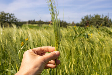 Hand holding green ear of wheat in front of agricultural field and blue sky