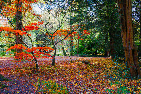 Autumn colours in British parkland: a bright red acer or Japanese maple; Acer palmatum dissectum, 'Ever Red' Tree, palmate maple.
