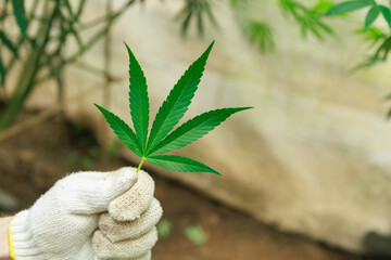 Hand holding Marijuana cannabis plant farm for medical science use, indoor grown hemp weed tree,...