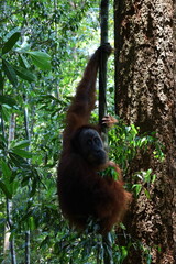 Sumatran orangutan in Gunung Leuser National Park, North Sumatra, Indonesia © Tom