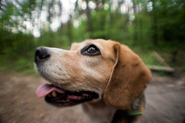 beagle dog portraiton fish eye lens 