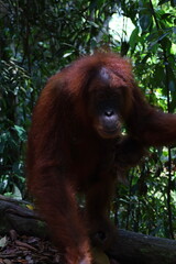 Obraz premium Sumatran orangutan in Gunung Leuser National Park, North Sumatra, Indonesia
