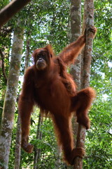 Naklejka premium Sumatran orangutan in Gunung Leuser National Park, North Sumatra, Indonesia