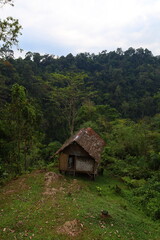 Obraz premium Scenery of lush jungle at Bukit Lawang - Gunung Leuser National Park