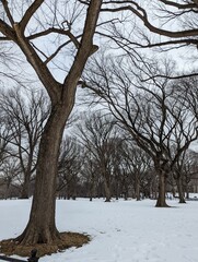 Fototapeta premium Park Winter Trees Snow 