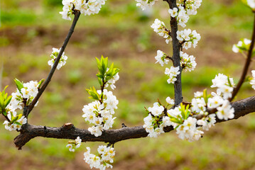 In spring, plants grow fresh and tender flowers and leaves of various colors