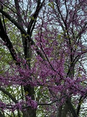 Beautiful purple blooms during summer season 