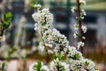 In spring, plants grow fresh and tender flowers and leaves of various colors