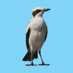 Birds Vector Design