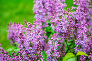 Bright spring lilac on a blurred background.