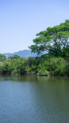 初夏の遠賀川の中州にある森