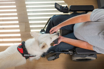 Faithful helper, skilled service dog retrieving dropped remote control to a man in wheelchair. Home...