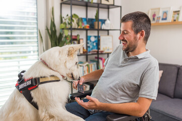 Service dog assisting a man in a wheelchair at home, picking up a remote control