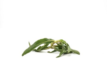 Closeup of Hygrophila Auriculata or Kokilaksha Plant Leaves Isolated on White Background, Also Known as Gokulakanta, Uses as Ayurvedic Herb