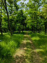 Fototapeta premium Sunlit Serenity. Walking Amongst the Forest's Light and Shadows.