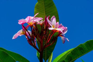 Plumeria flowers against a blue sky.