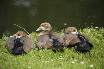 Junge Nilg&auml;nse am Ufer