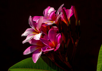 Pink small plumeria flowers on a black background.