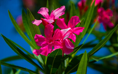 Pink oleander flowers against a background of a green branch and blue sky.