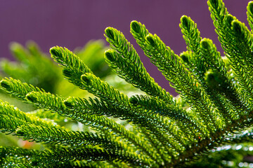 Fir branch, small needles on a dark background.