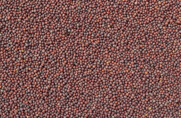Black Mustard Seed Background with Copy Space in Horizontal Orientation