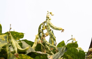 Closeup of Lablab Bean or Hyacinth Bean on Its Plant, Also Known as Indian Bean or Sem Bean