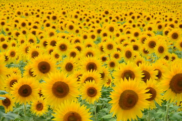 長野のひまわり畑