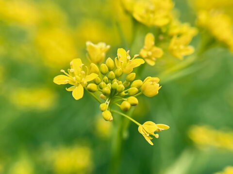 yellow flowers Eastern Sverbiga (B&uacute;nias orient&aacute;lis) close-up