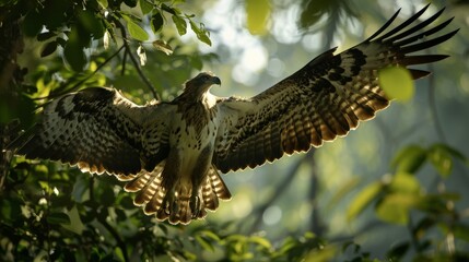 Obraz premium The bald eagle is a bird of prey found in North America. It is one of the most powerful birds in the world and is capable of carrying prey that is much larger than itself.