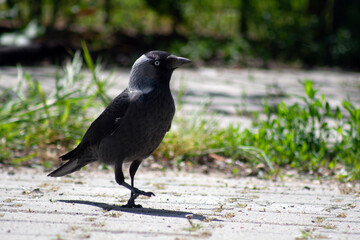 crow on the ground