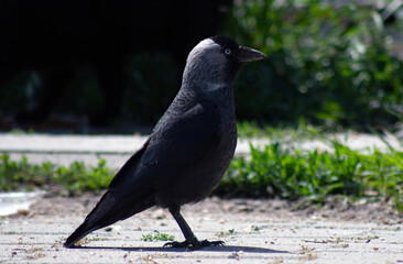 crow on the ground