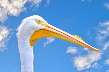 American White Pelican