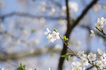桜の花