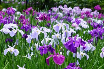 満開の花菖蒲園