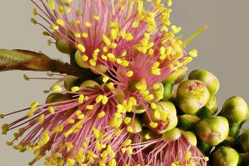 Close-up of Bottlebrush (Callistemon) 'Pink Champagne' inflorescence with emerging flowers, South Australia
